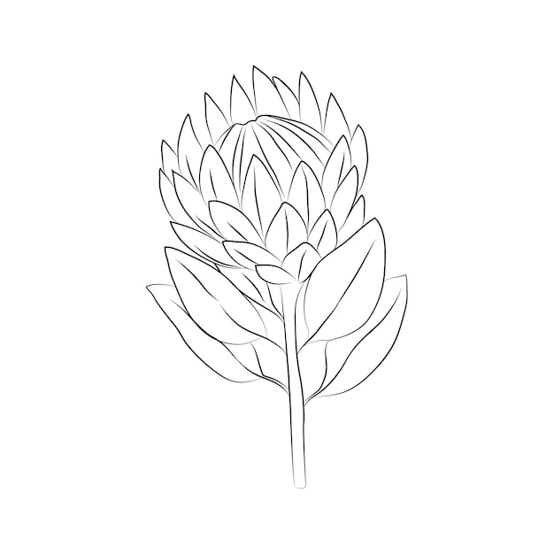 Protea flower large bud drawn with lines Isolated bud on a branch For invitations and valentines