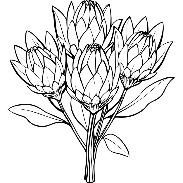 Protea flower outline illustration coloring book page design