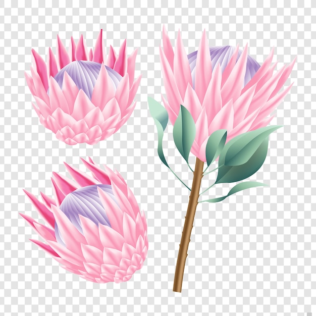 Protea flowers vector