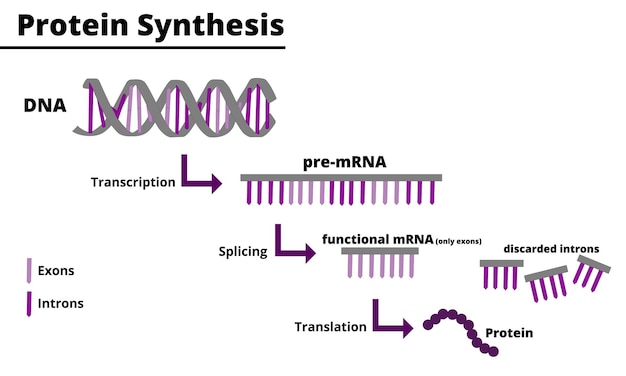 Protein synthesis process. Production of proteins from DNA. Didactic illustration.