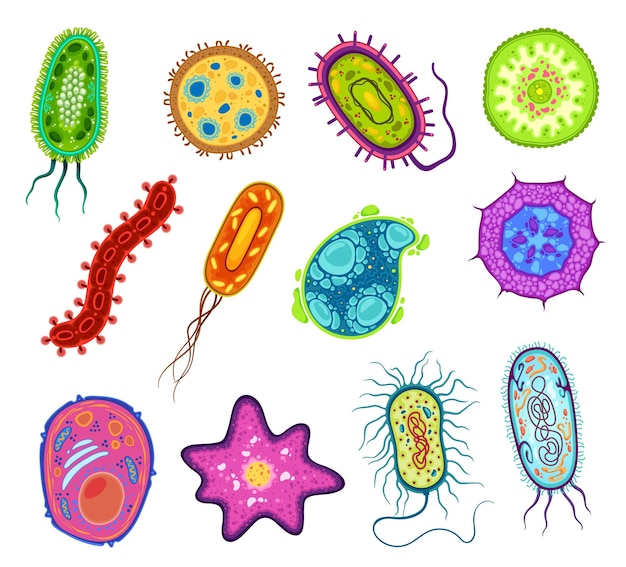 Vector protozoa protista and amoeba microorganism cells