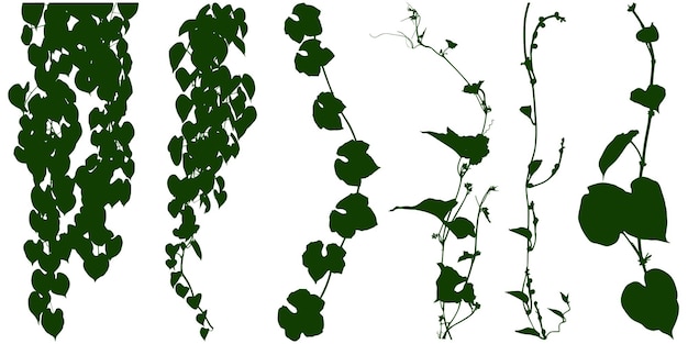 Vector prplant flower vine liana ivy plant bush nature jungle rainforestint