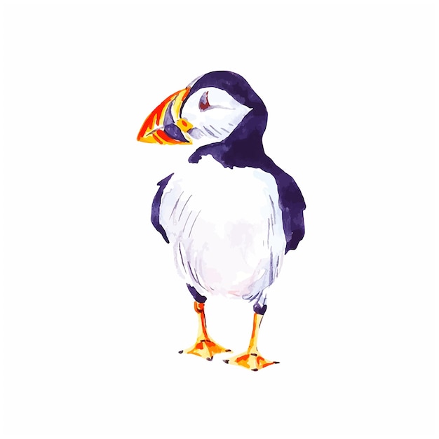 Puffin wild bird watercolor animal illustration isolated on white