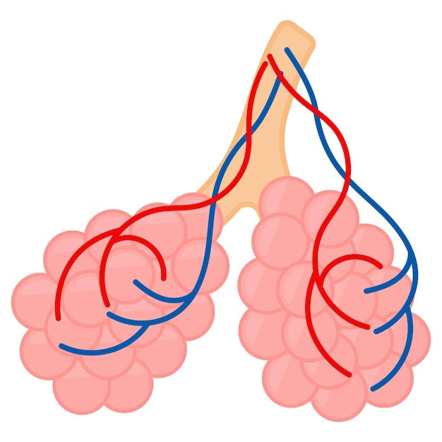 Pulmonary Veins Vector Design Organ System Human Anatomy Human Body Parts Alveoli concept