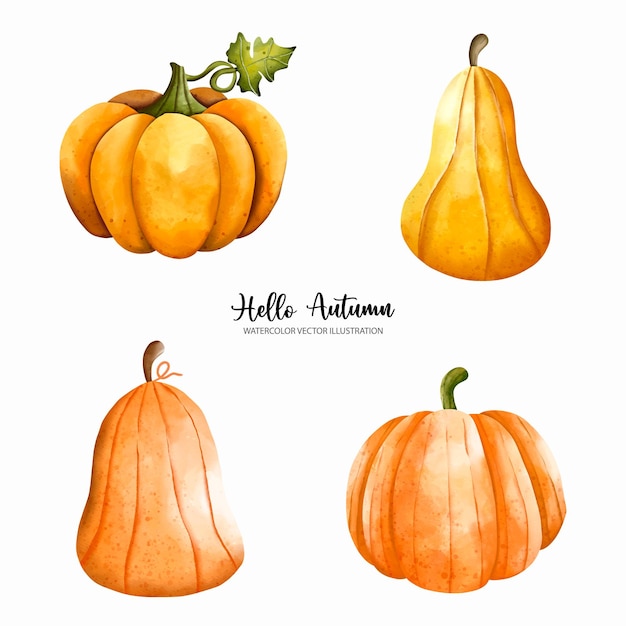 Pumpkin Autumn elements Autumn or Fall season Thanksgiving watercolor Vector illustrationxDxA