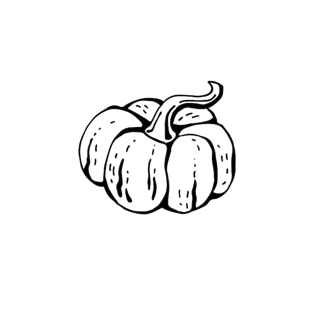 Pumpkin black and white sketch isolated on white background