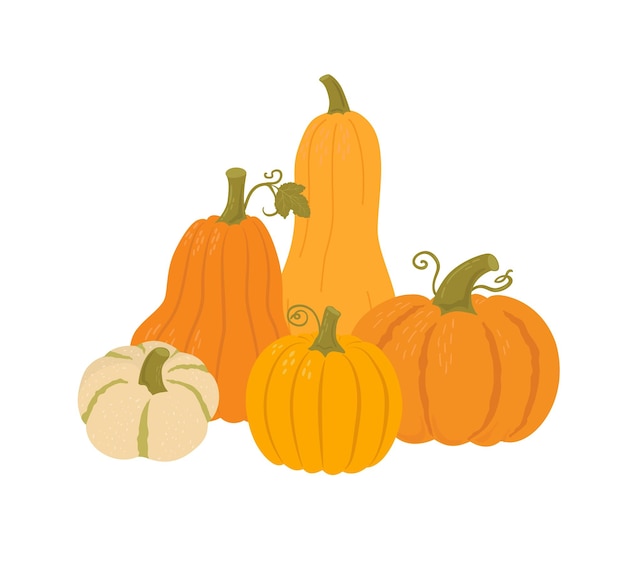 Pumpkin comosition flat vector illustration. Agricultural produce various shape. Autumn vegetables