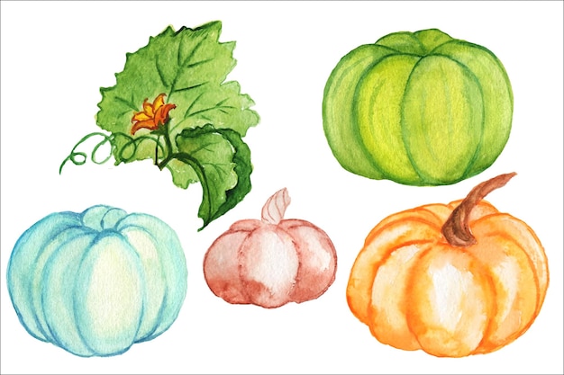 Pumpkin of different colors.Watercolor illustration of autumn harves.