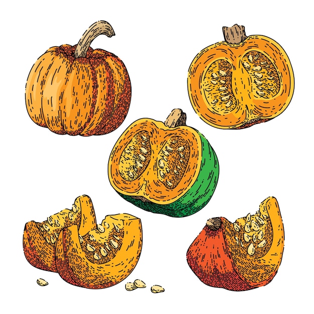 Pumpkin halloween orange set sketch hand drawn vector