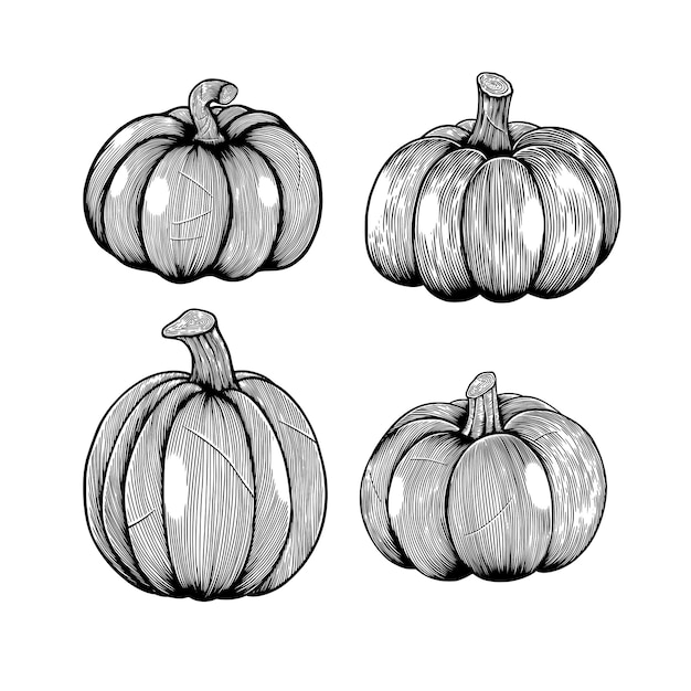 Pumpkin hand drawing sketch engraving illustrations