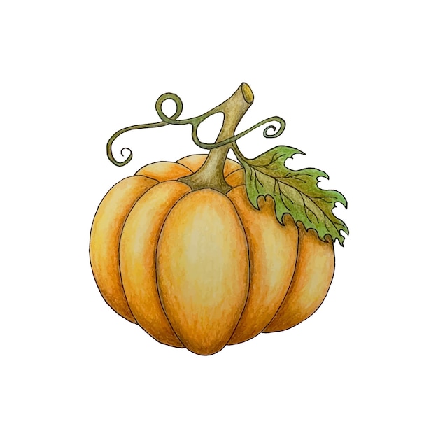 Pumpkin pencil sketch, orange pumpkin with leaf. Autumn element for Halloween design.