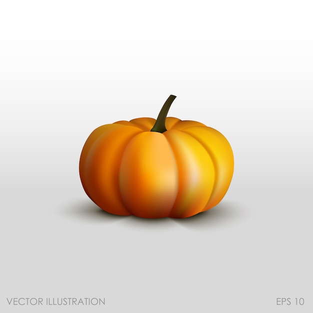 Pumpkin in a realistic style on white