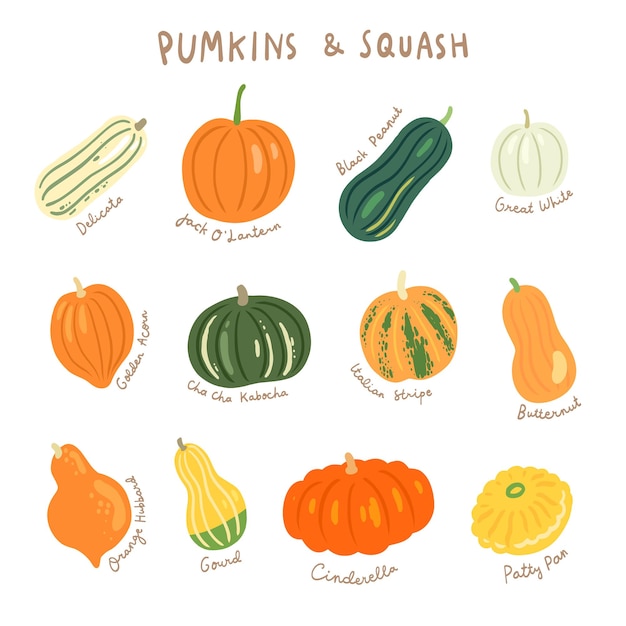 Pumpkin and squash varieties illustration