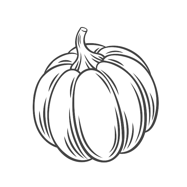 Pumpkin vegetable outline icon, drawing monochrome illustration