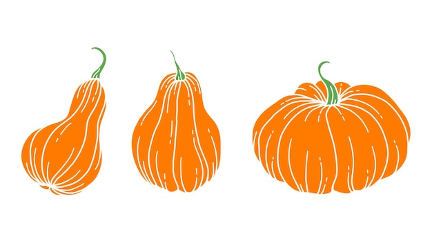 Pumpkins Flat Illustration Pumpkin arrangement Hand Drawn Illustration Thanksgiving Pumpkins set