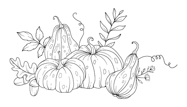 Pumpkins Line Art Illustration Outline Pumpkin arrangement Hand Drawn Illustration