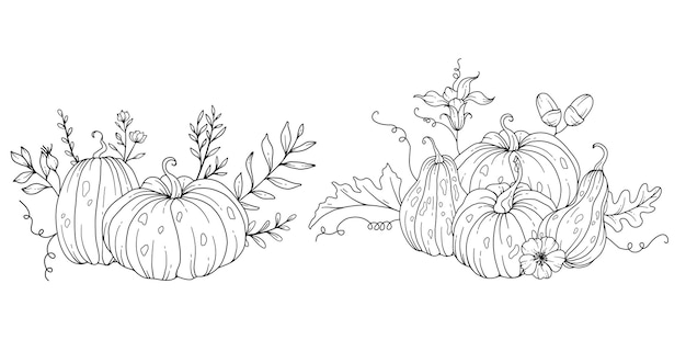 Pumpkins Line Art Illustration Outline Pumpkin arrangement Hand Drawn Illustration