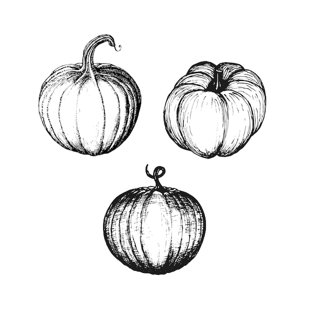 Pumpkins set vector illustration Hand drawn fruit on white background Farm market product