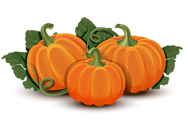 Pumpkins with leaves  on white background.  illustration ripe orange Pumpkin - squash for Halloween, Autumn Harvest Festival or Thanksgiving Day. Environmentally friendly Vegetables.