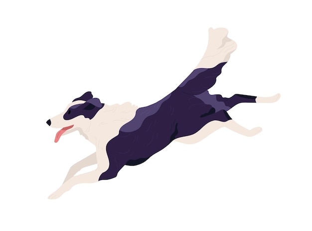 Purebred Border Collie running fast and chasing smb. Shepherd dog rushing with tongue hanging out. Doggy profile. Colored flat vector illustration of doggie isolated on white background.