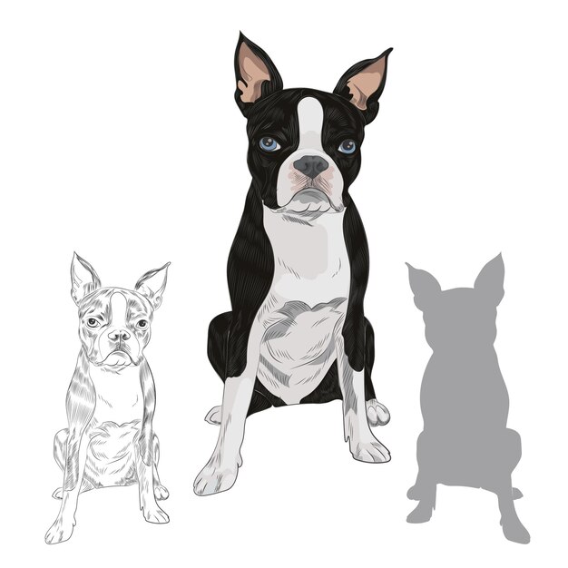 Purebred canine in sketch and silhouette for your design.