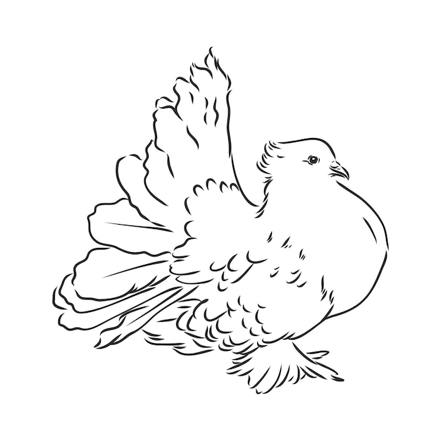 Purebred pigeon vector sketch Realistic hand drawn dove