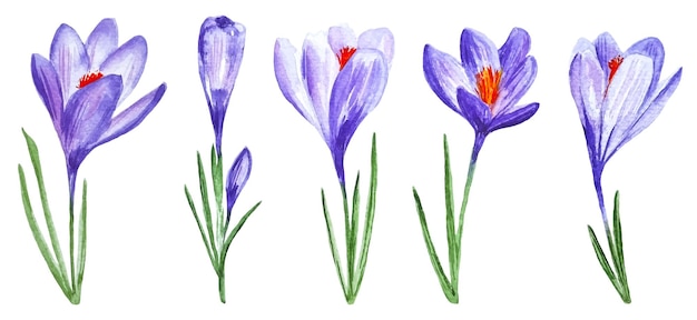 Purple crocuses set five spring flowers cliparts isolated on white