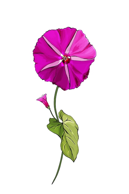 Purple flower bindweed on stems with green leaves.