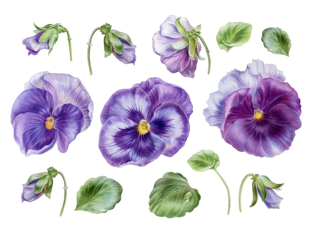 Purple flowers pansies plant parts bud and leaves Watercolor illustration