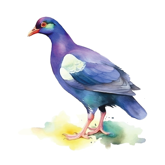 Purple Gallinule watercolor paint