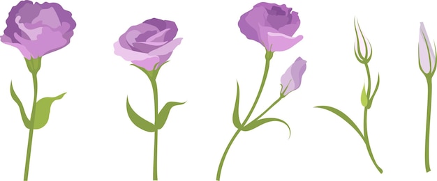 Purple lisianthus flower set