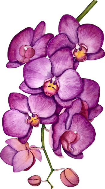 Purple orchid flower watercolor vector illustration