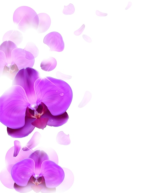 Purple orchid