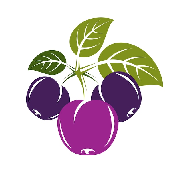 Purple simple vector plum with green leaves, ripe sweet fruits illustration. Healthy and organic food, harvest season symbol.