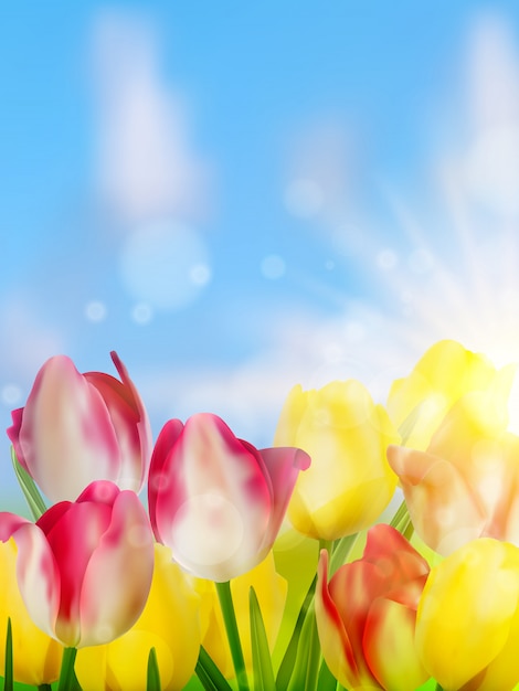 Purple and yellow tulips against the sky. 