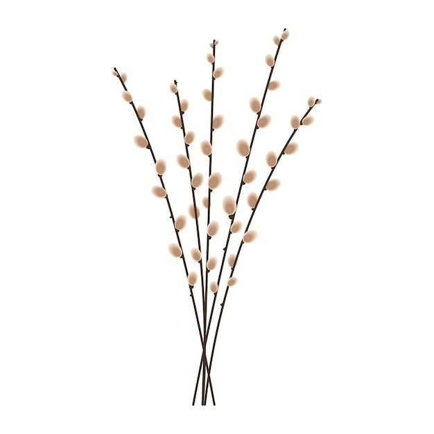 Pussy willow branches on white background Spring illustration