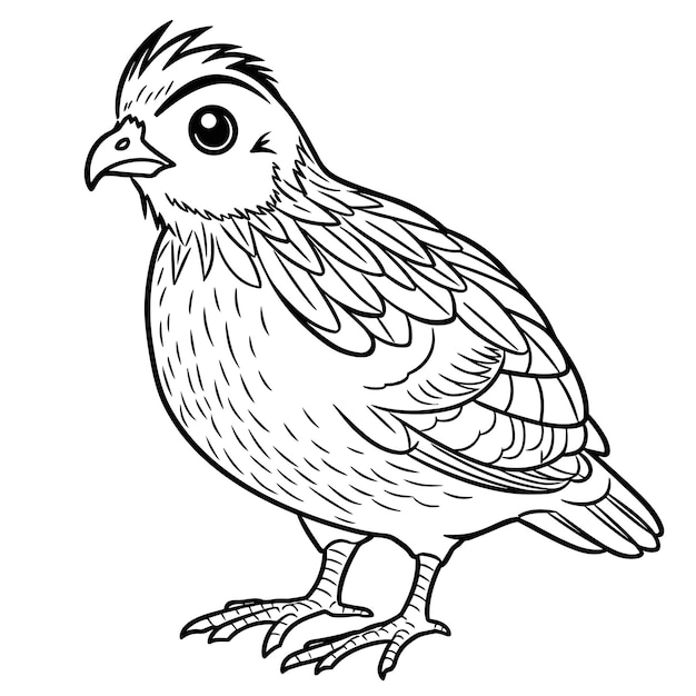 quail coloring pages for kid