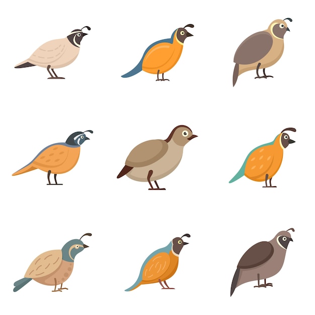 Quail icons set. Flat set of quail vector icons isolated on white background