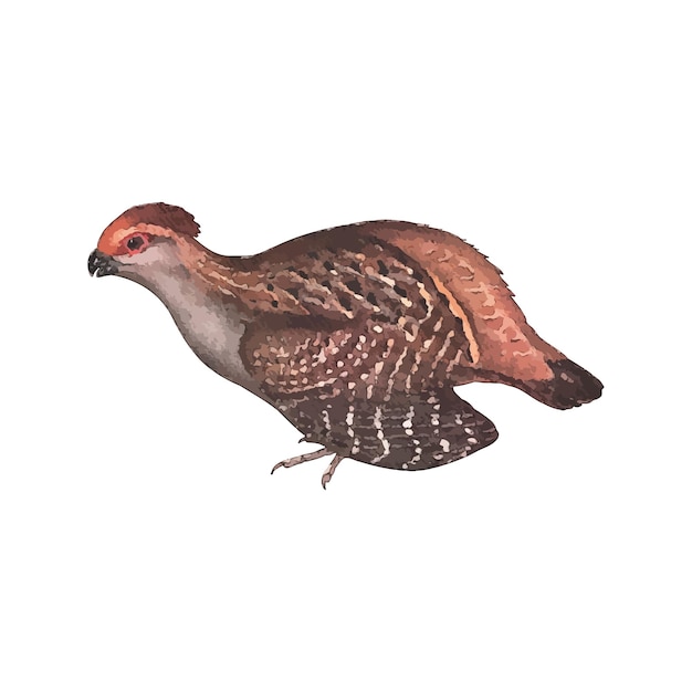 Vector quail watercolor vector illustration