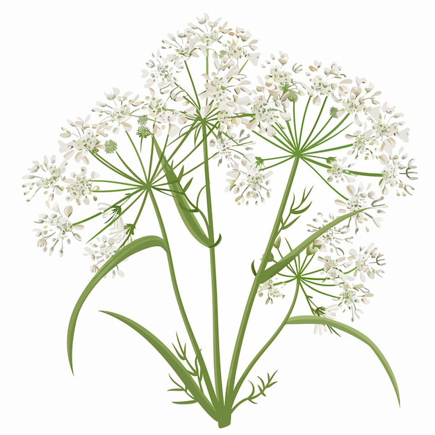 Vector queen annes lace