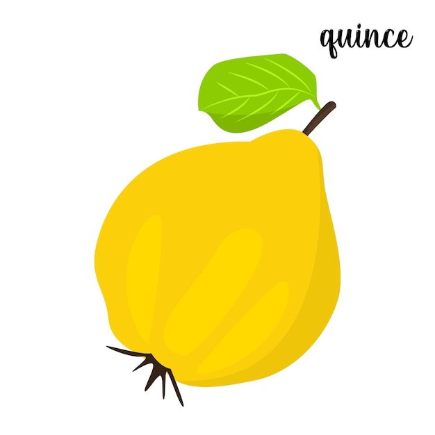 Quince Vector.  Fresh Quince Illustration