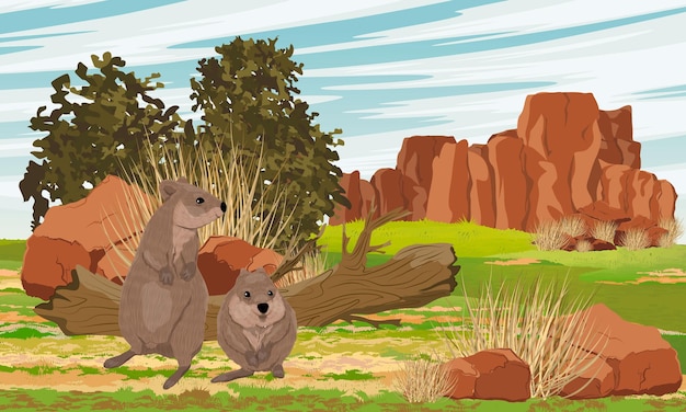 Vector quokkas in a clearing of red australian rocks shorttailed scrub wallaby