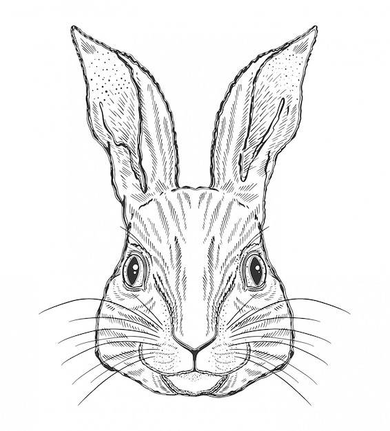 Rabbit animal magic black drawing