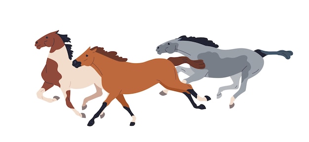 Race horses running. Wild mustangs in action. purebred racehorses group galloping at fast speed, side view. Tribal stallions of different breeds. Flat vector illustration isolated on white background.