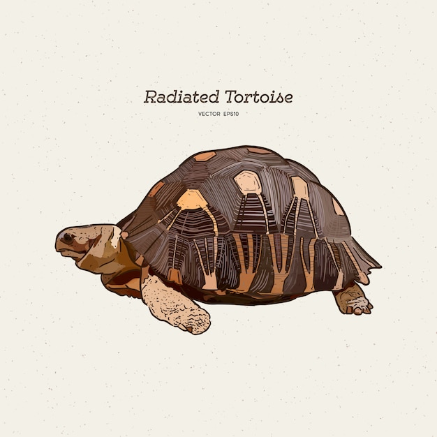 The radiated tortoise is a species in the family Testudinidae. Hand draw sketch .