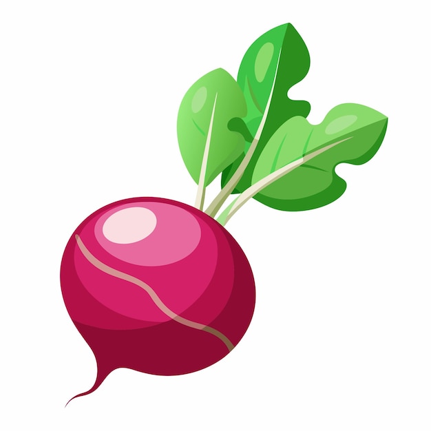 radish clipart cartoon style vector illustration