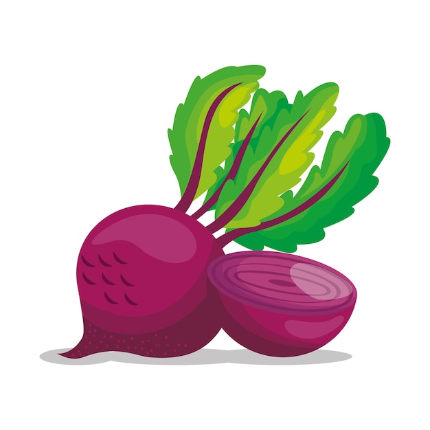 Radish drawing isolated over white background. vector illustration