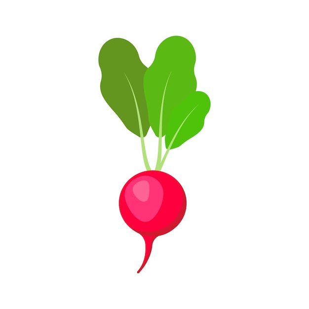 Radish isolated on white background Vector illustration