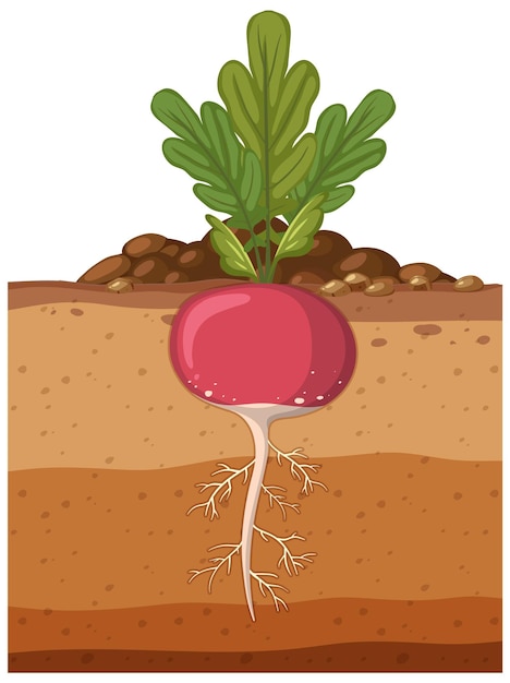 Radish plant with root system