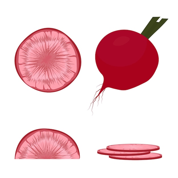 Radish. Turnip. Pickled root vegetables.  vector stock illustration